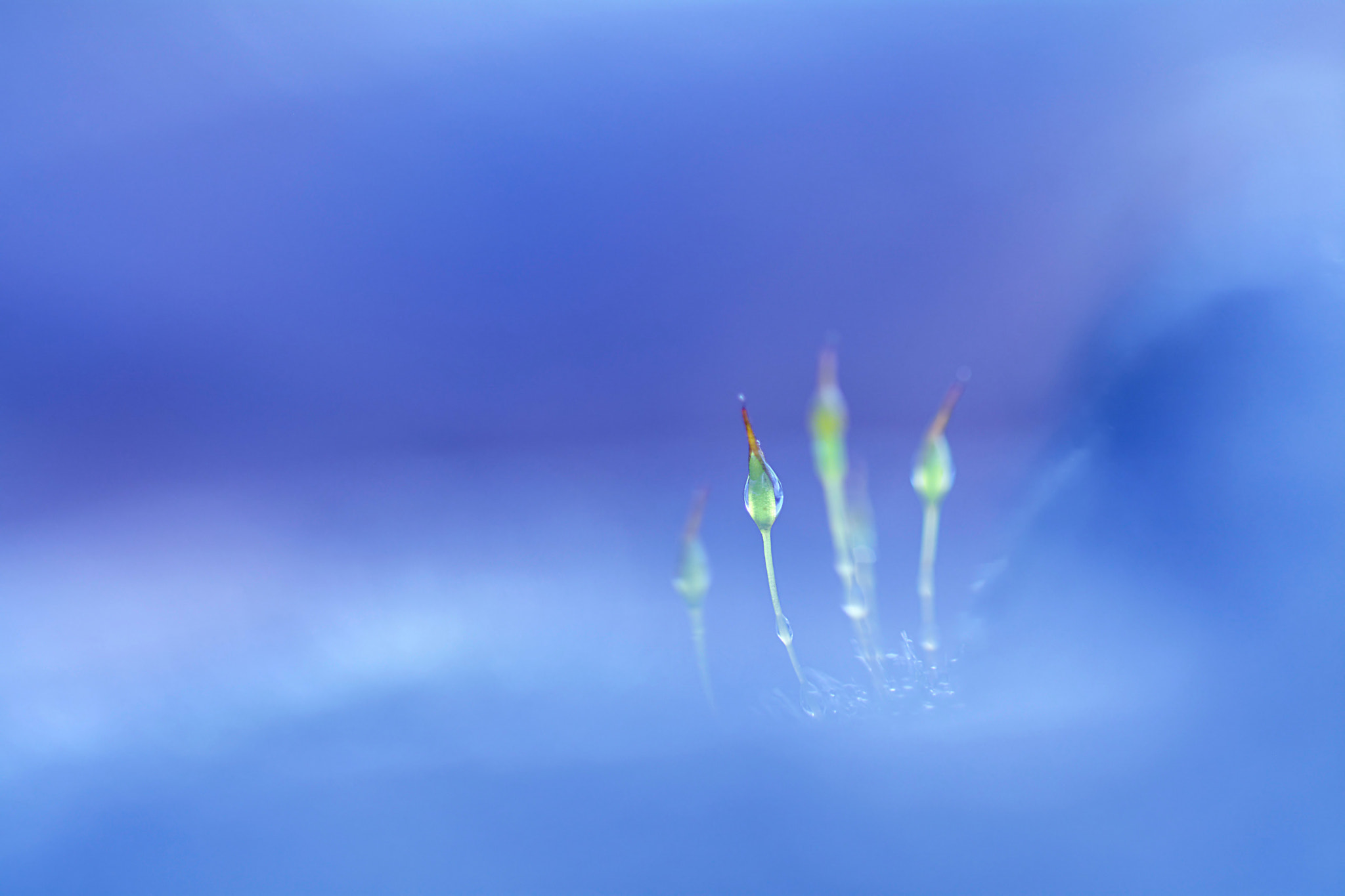Sigma 105mm F2.8 EX DG OS HSM sample photo. Blue sky mine photography