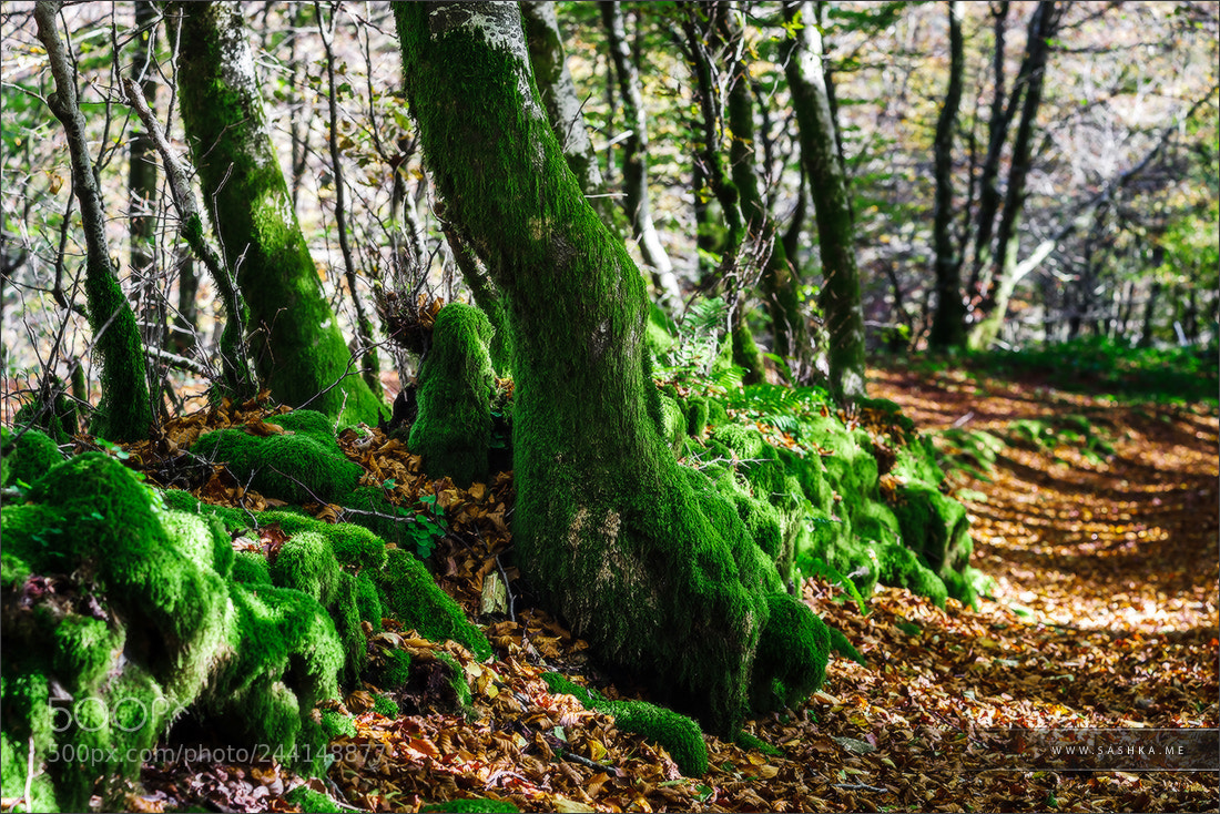 Sony Alpha a99 sample photo. Beautiful green moss in photography