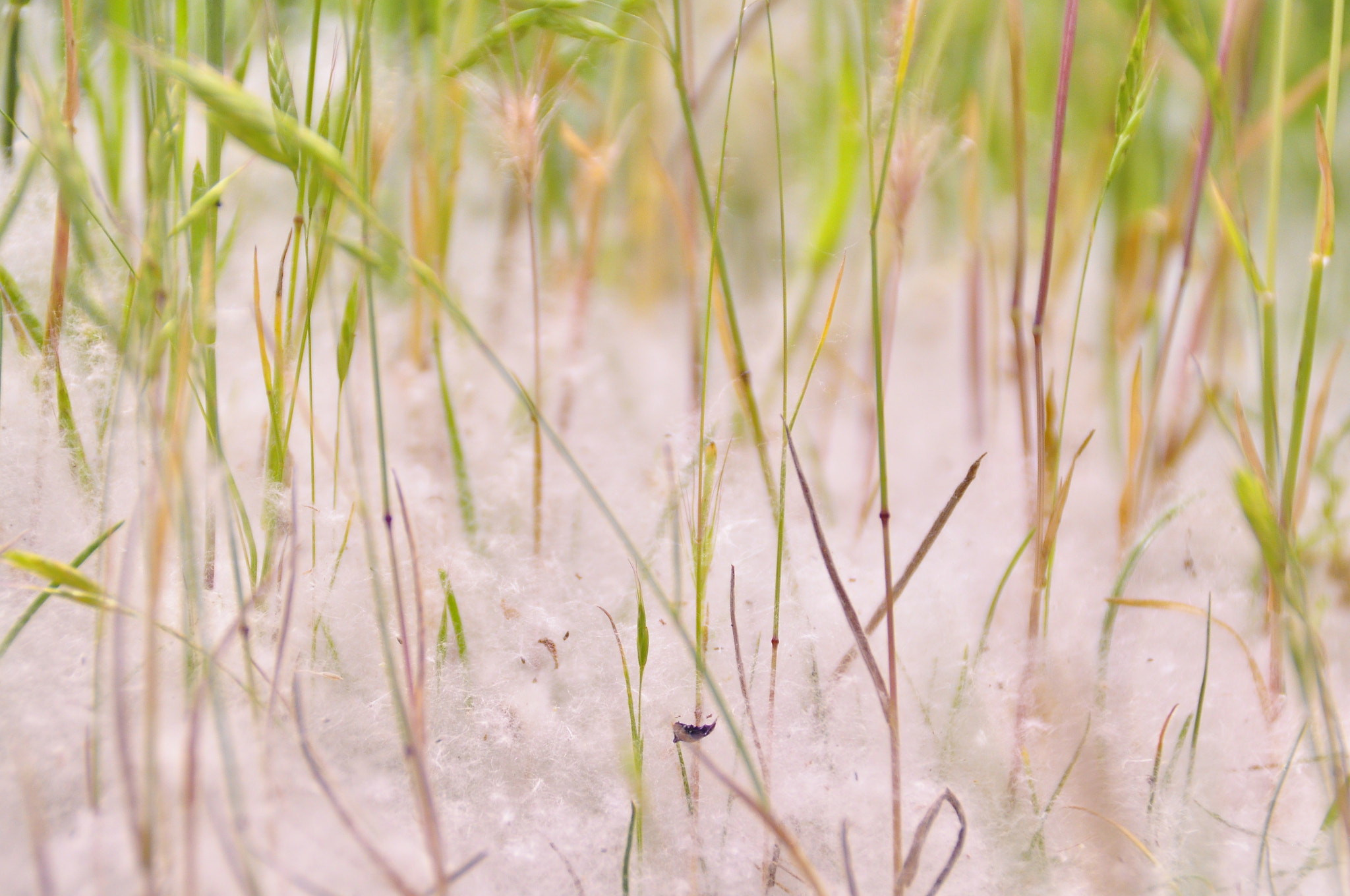 Nikon D90 sample photo. Natura photography