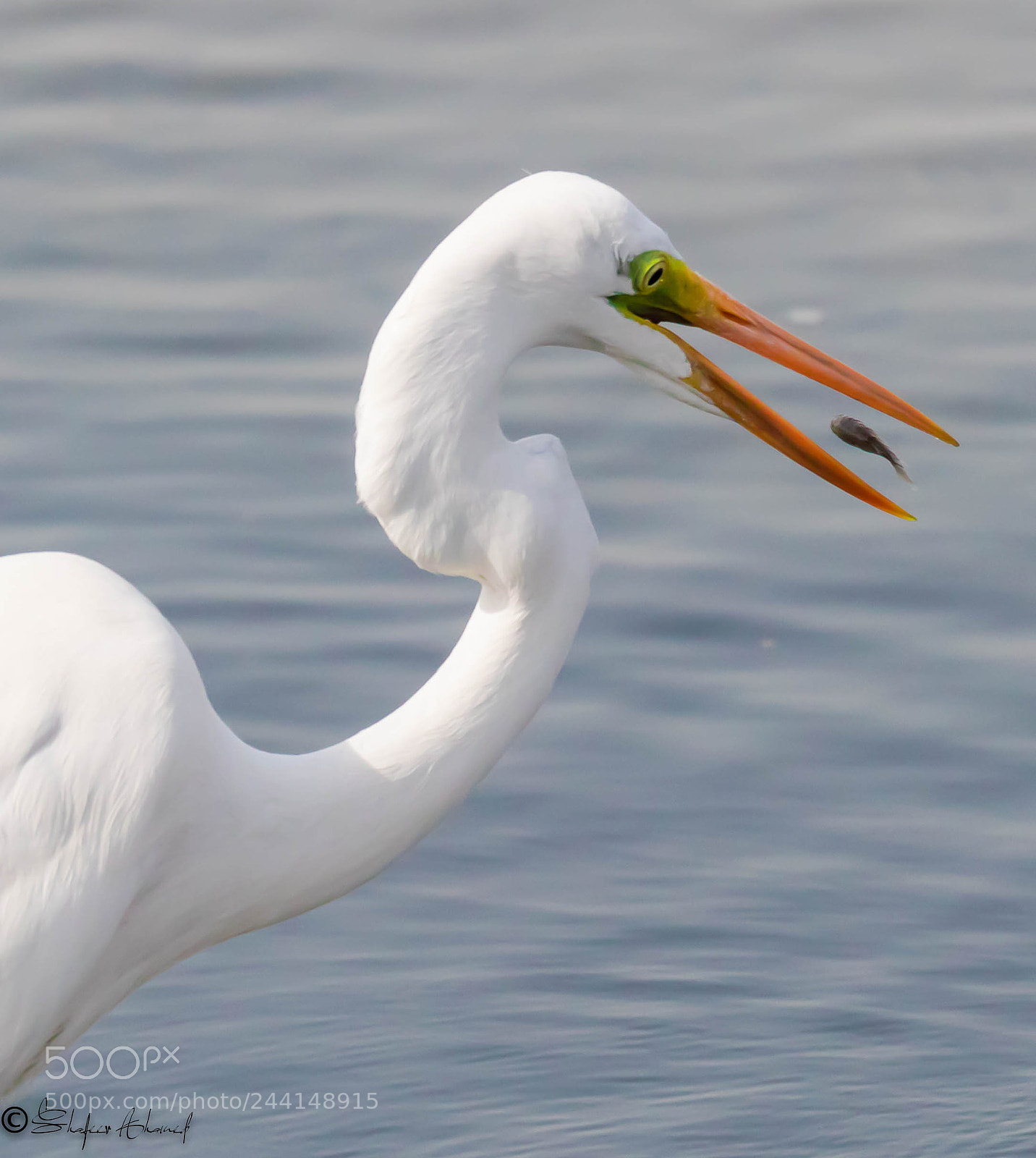 Canon EOS 7D Mark II sample photo. Great white heron photography
