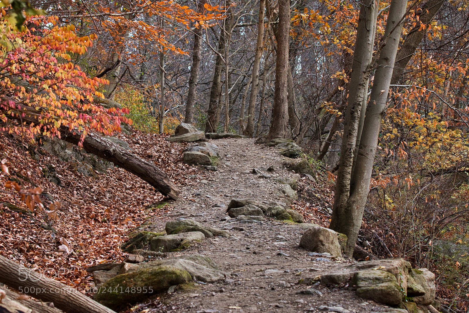 Nikon D5600 sample photo. Wissahickon trail photography