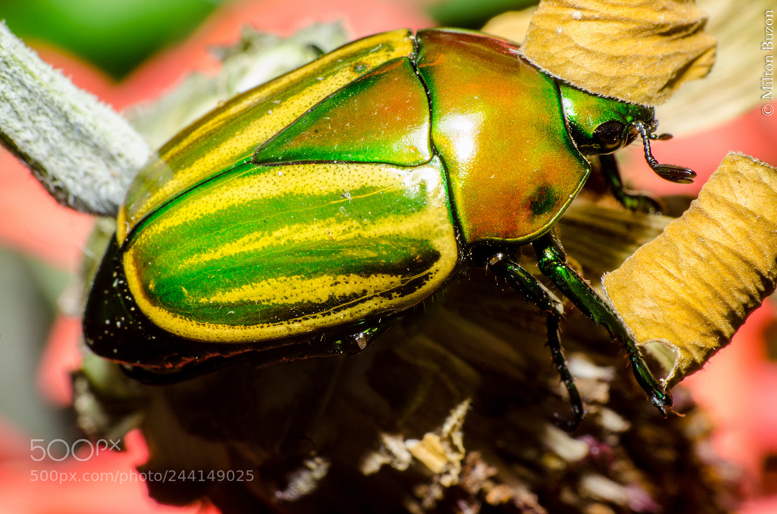 Nikon D7000 sample photo. Beautiful and timid beetle photography