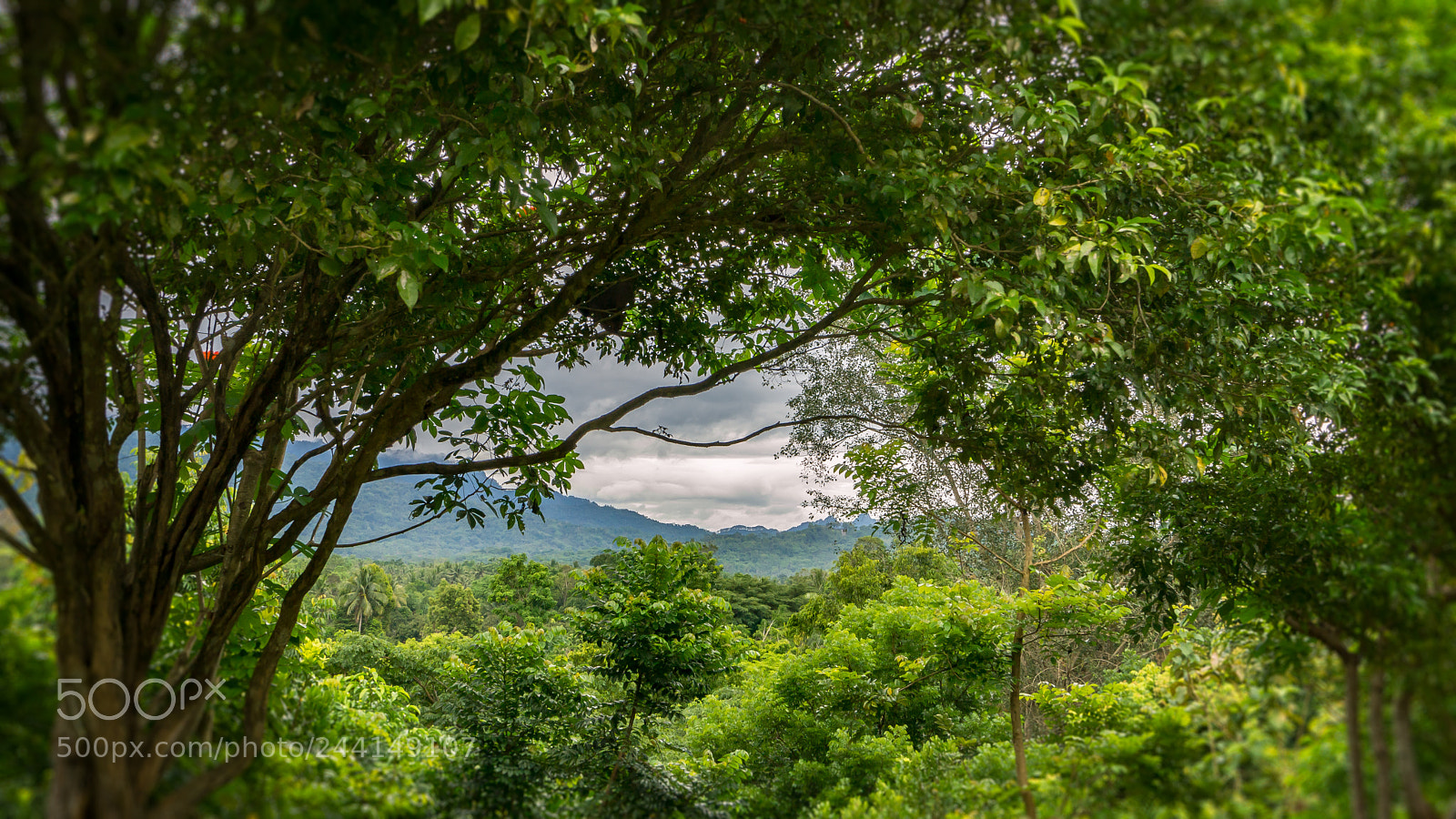 Sony SLT-A77 sample photo. Borobudur forest photography
