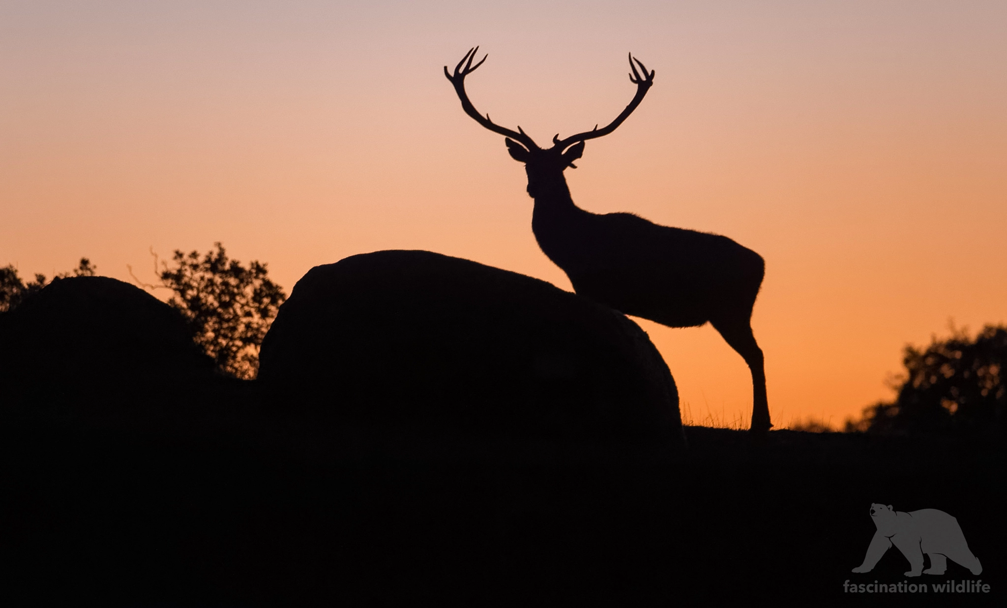 Nikon D4S sample photo. Stag silhouette photography