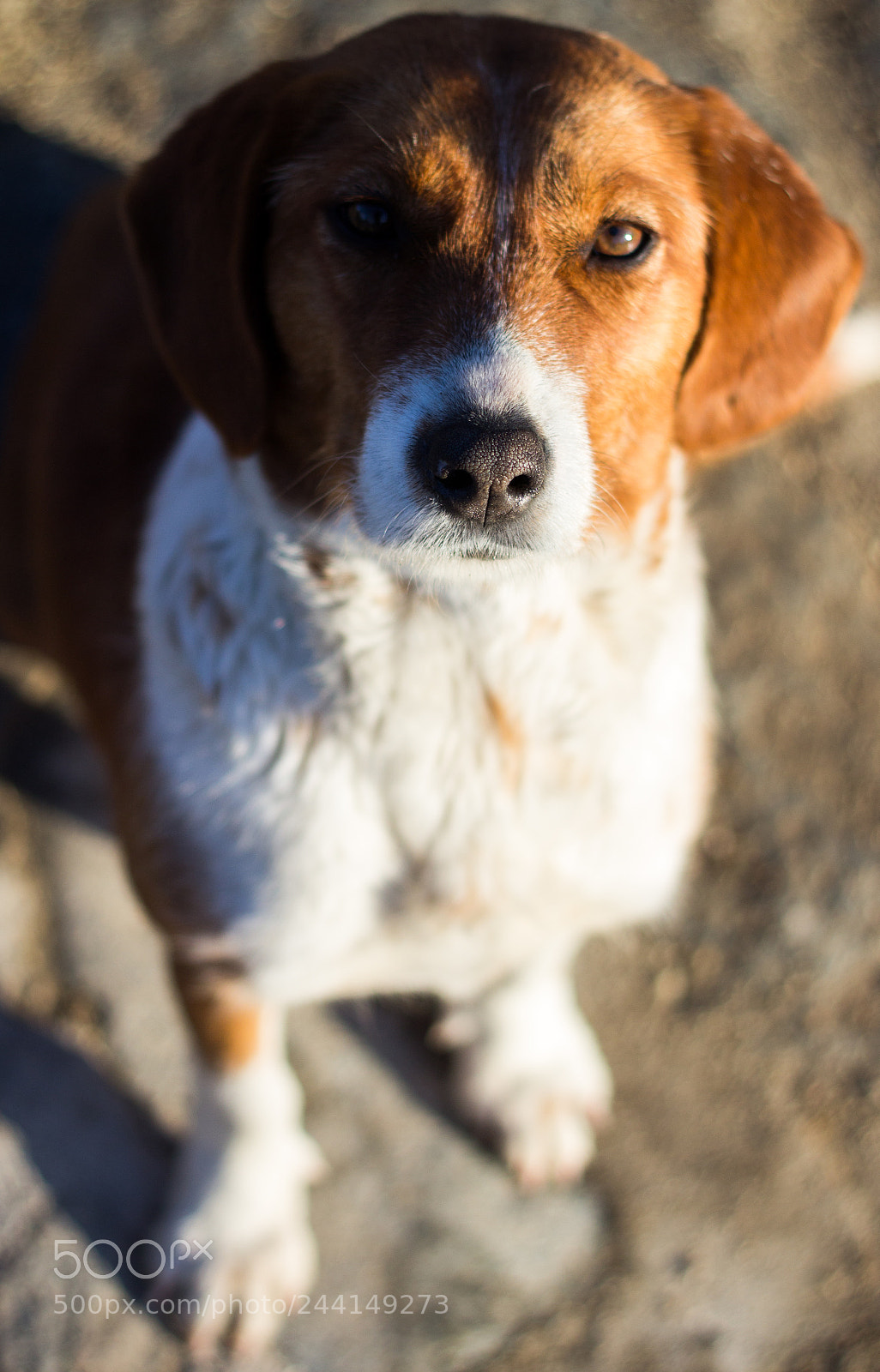 Canon EOS 1200D (EOS Rebel T5 / EOS Kiss X70 / EOS Hi) sample photo. Sweet doge photography
