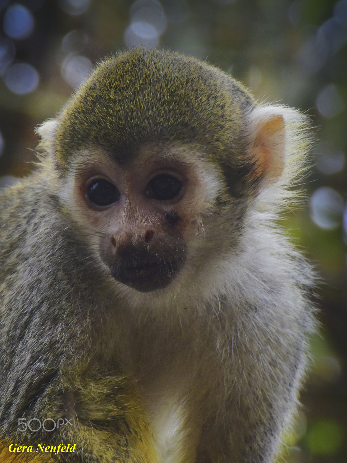 Nikon 1 V3 sample photo. The sad look photography