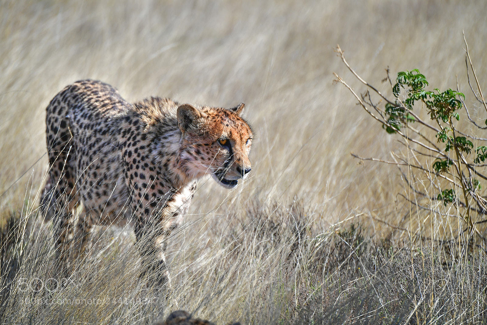 Nikon D5 sample photo. Cheetah photography