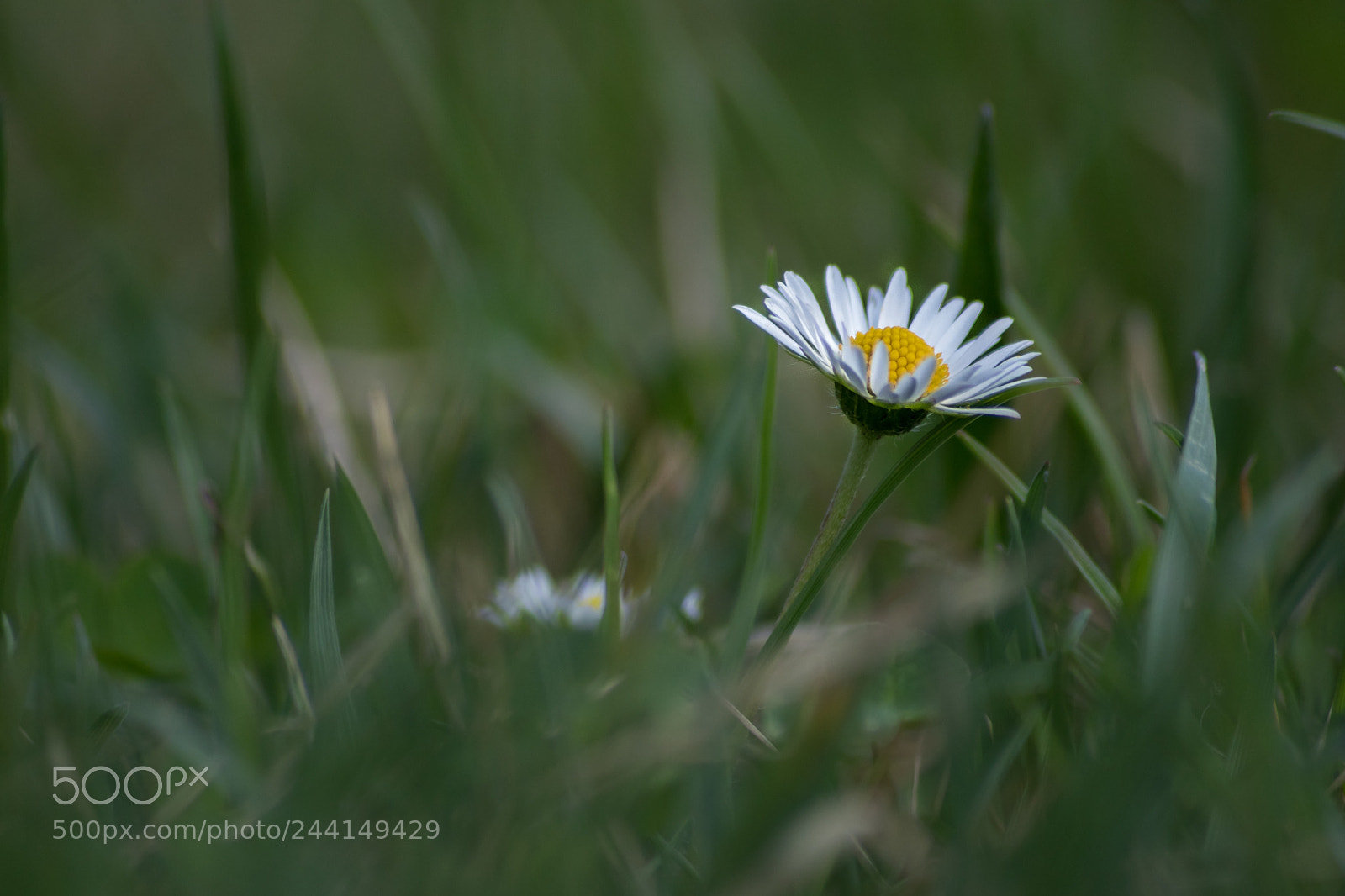 Sony ILCA-77M2 sample photo. Alleinstehend photography