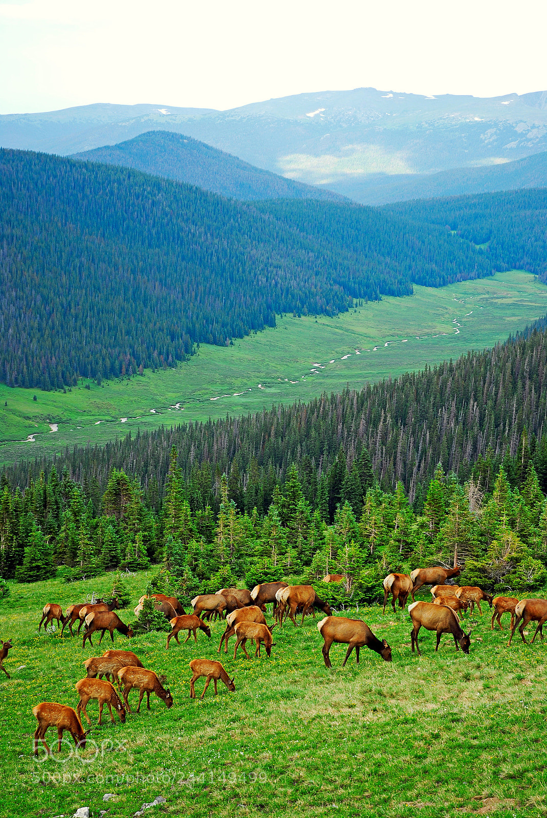 Nikon D200 sample photo. Elk highlands photography