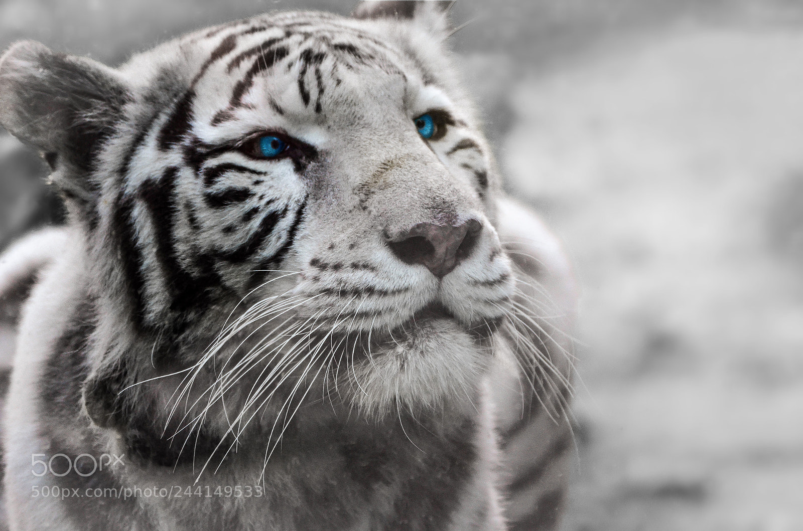 Nikon D5100 sample photo. White tiger photography