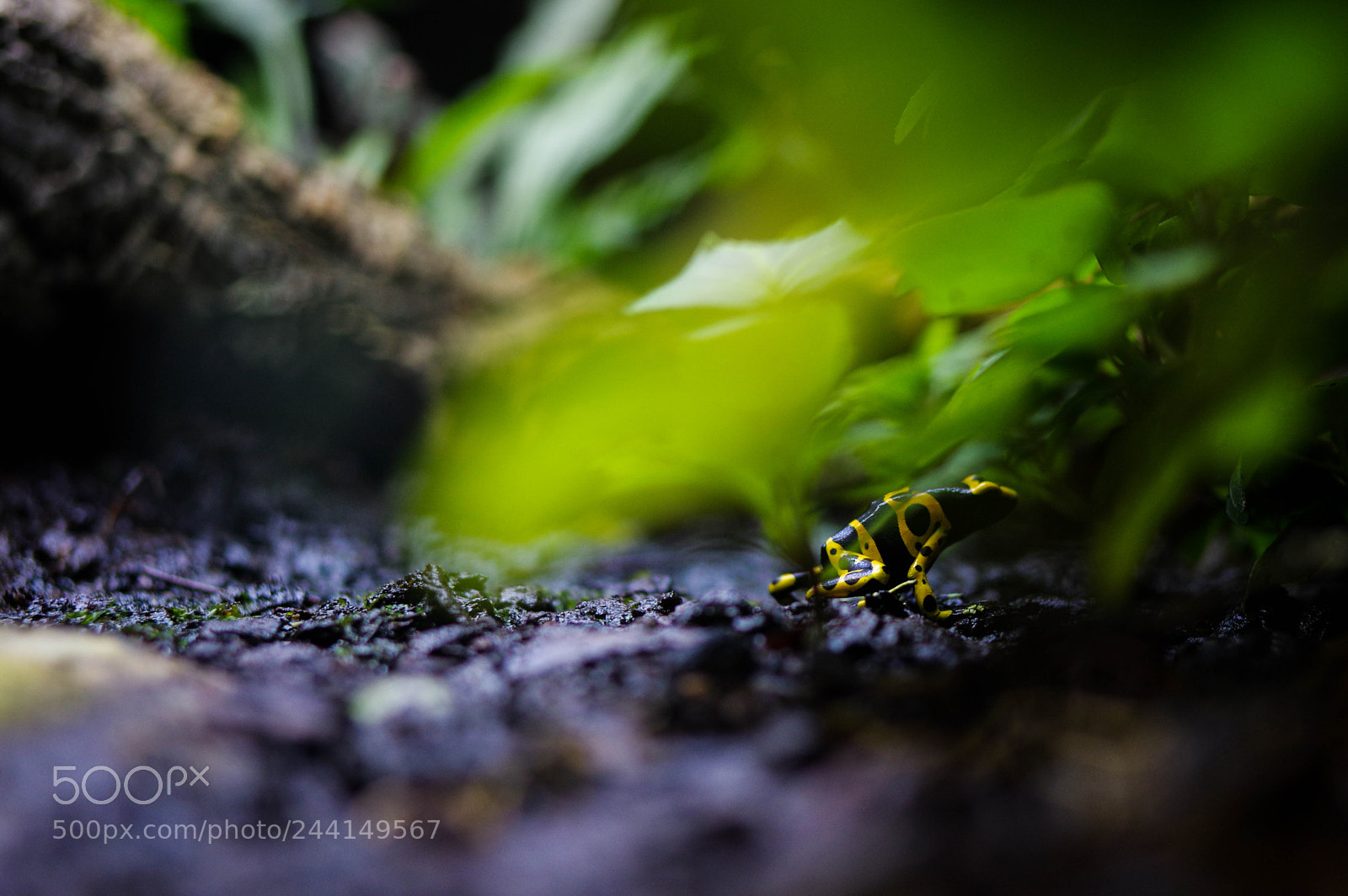 Pentax K-3 sample photo. Deadly beauty photography