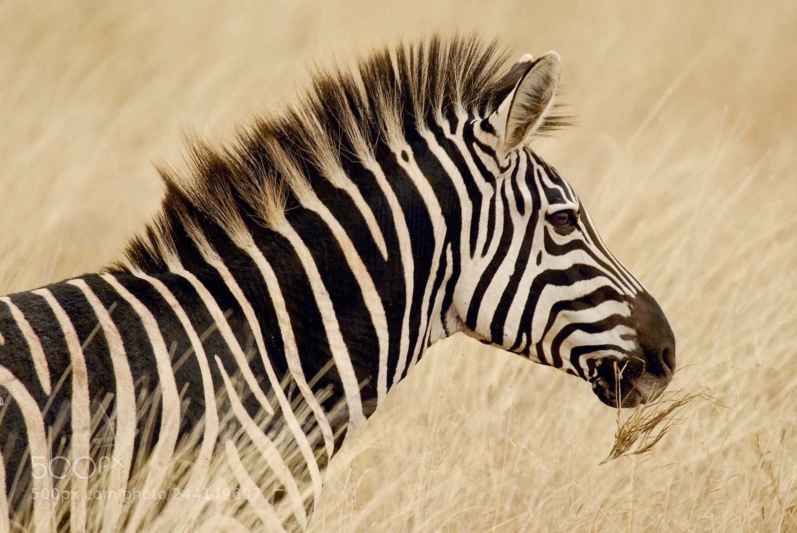 Nikon D200 sample photo. Tanzania photography