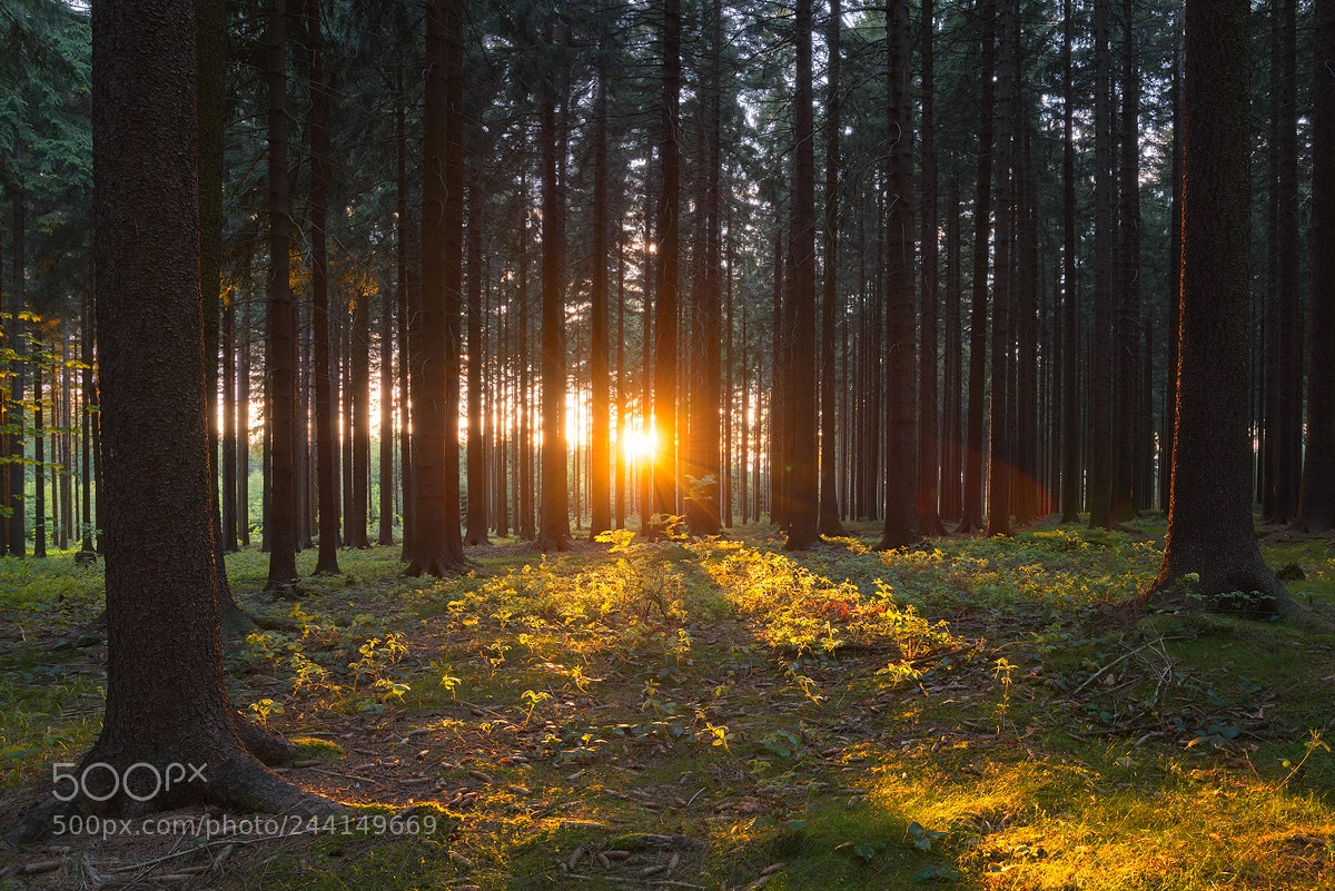 Nikon D610 sample photo. Forest sunlight photography