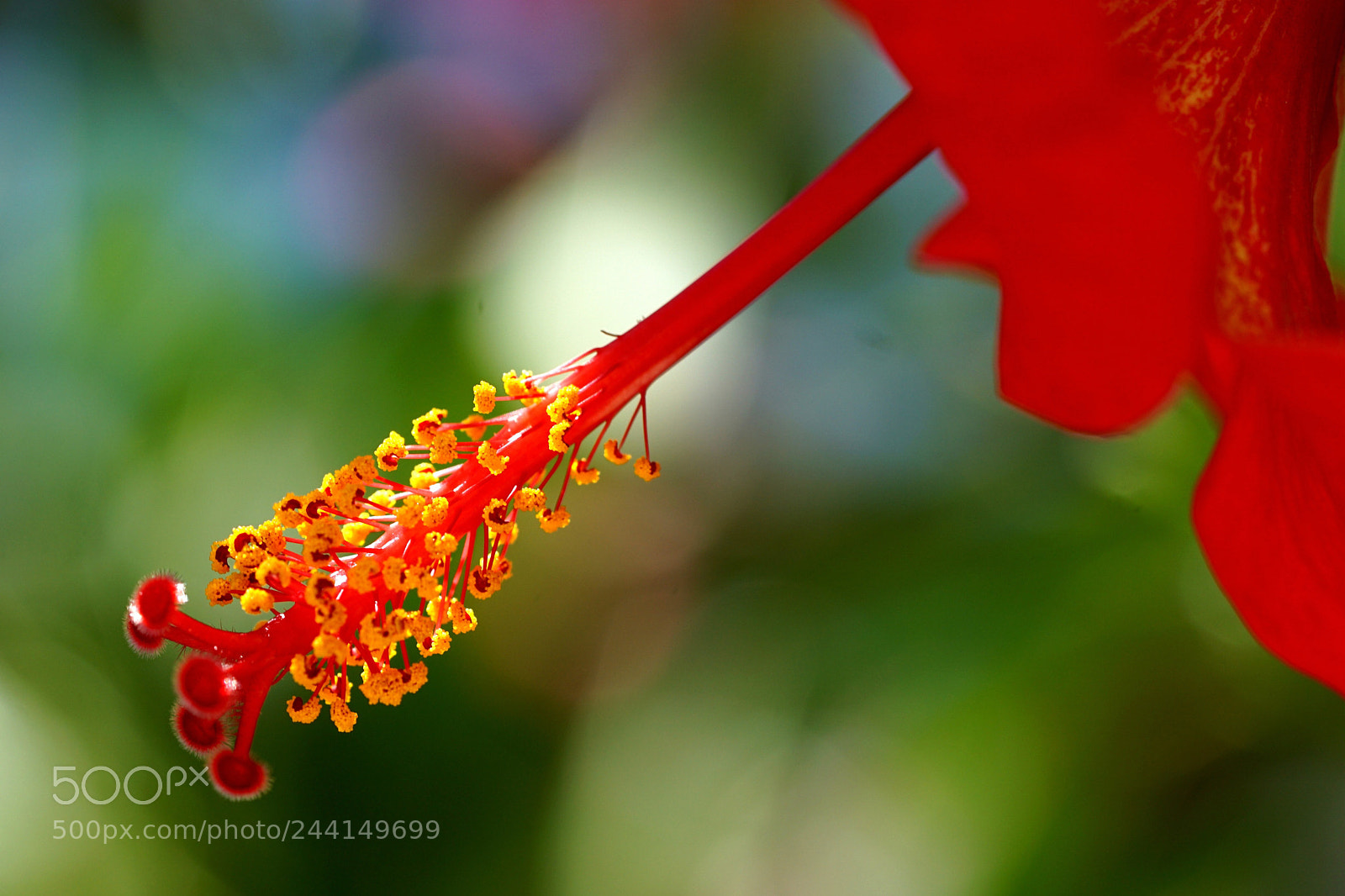 Sony a5100 sample photo. Shocking beauty photography