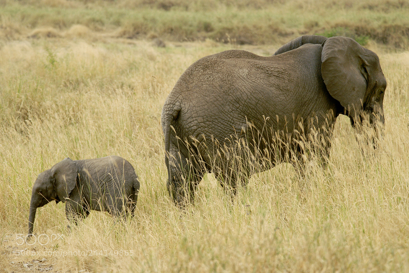 Nikon D200 sample photo. Tanzania photography