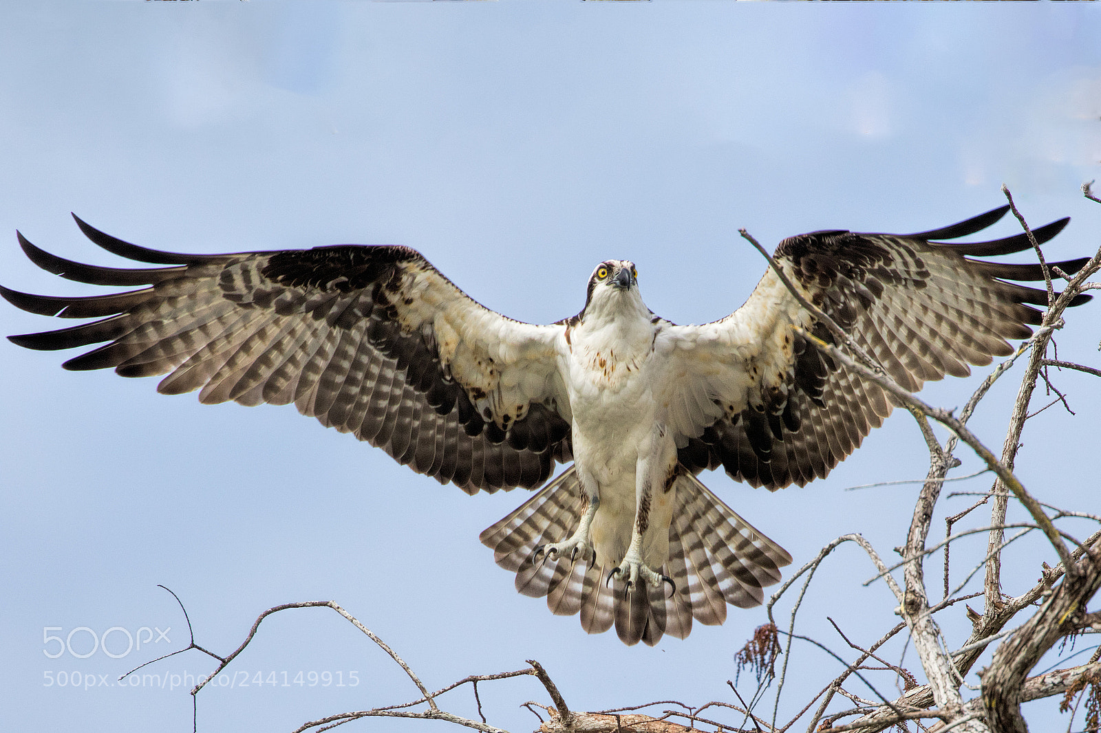 Canon EOS 7D Mark II sample photo. Osprey launch photography