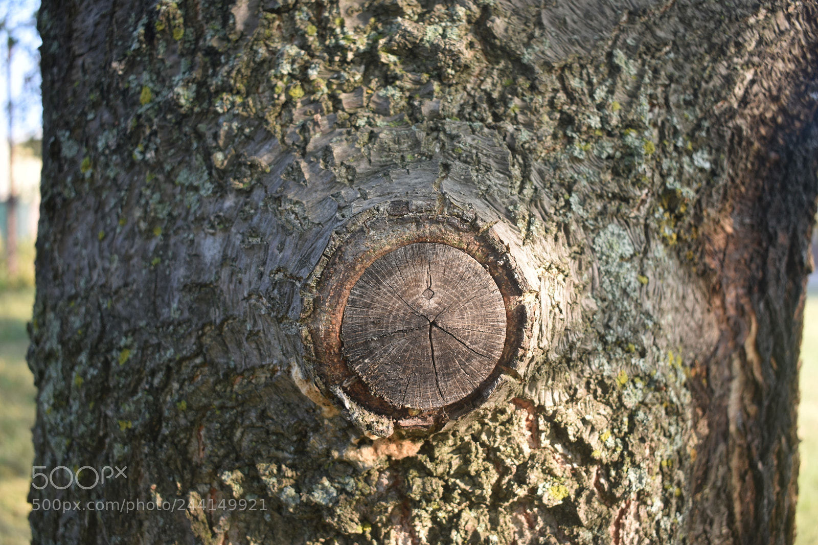 Nikon D3400 sample photo. Woody o photography