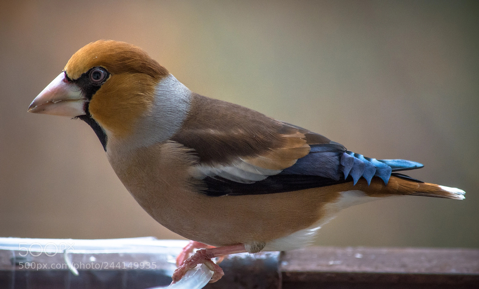 Nikon D7100 sample photo. Hawfinch photography