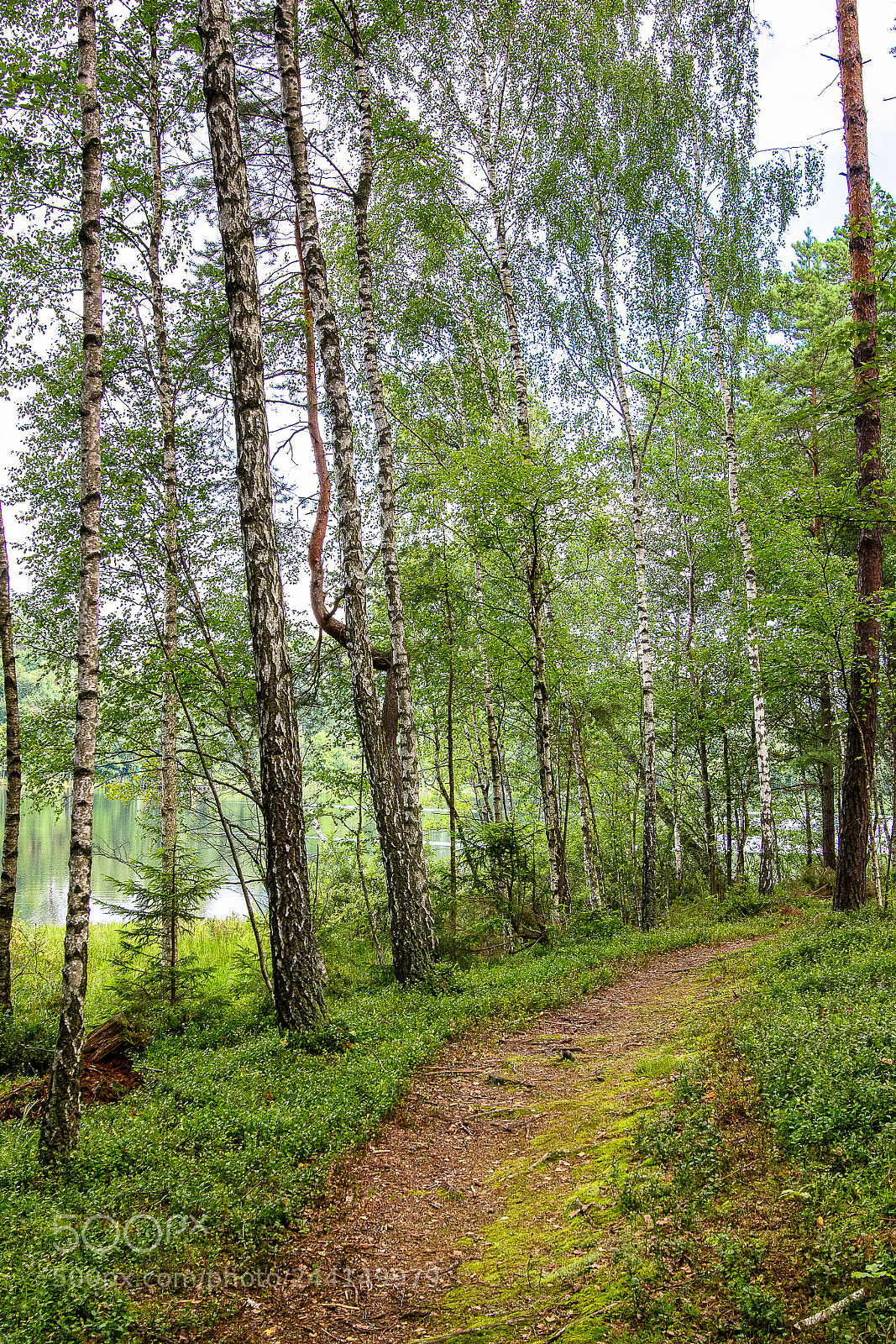 Canon EOS 60D sample photo. Lake side woods photography