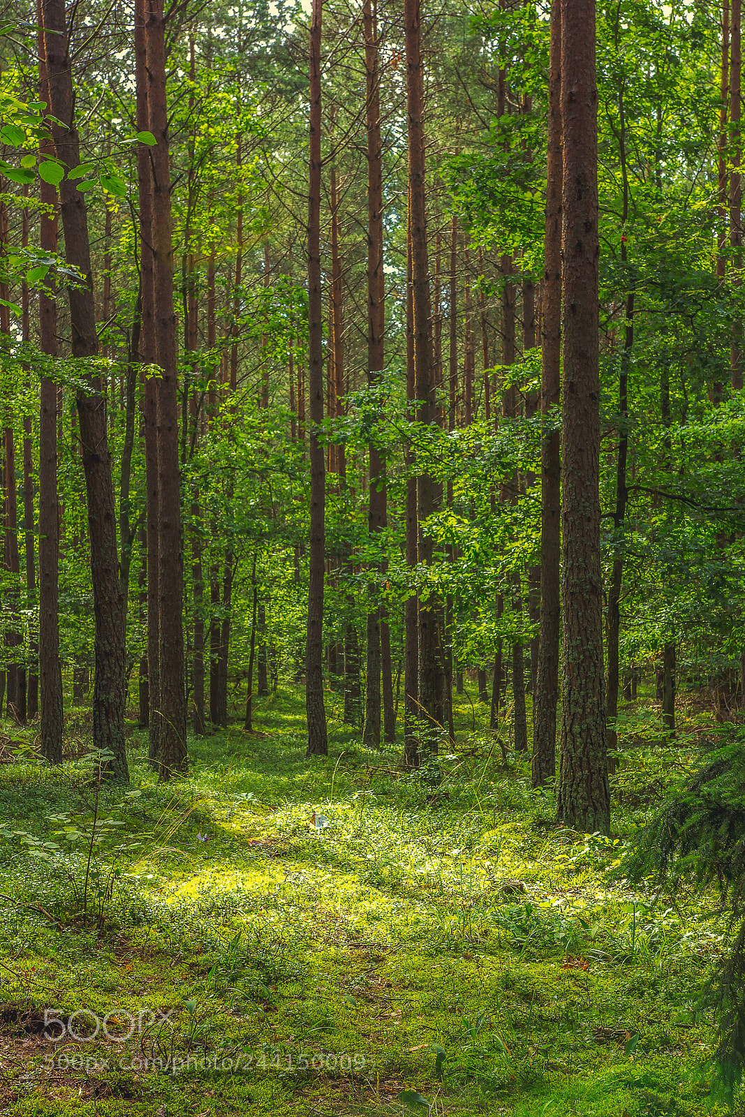 Canon EOS 60D sample photo. Woods photography