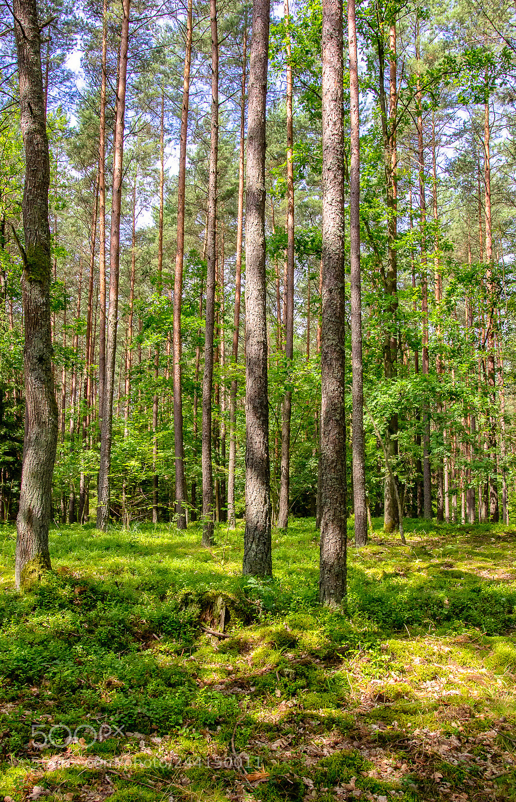 Canon EOS 60D sample photo. Forest of light photography