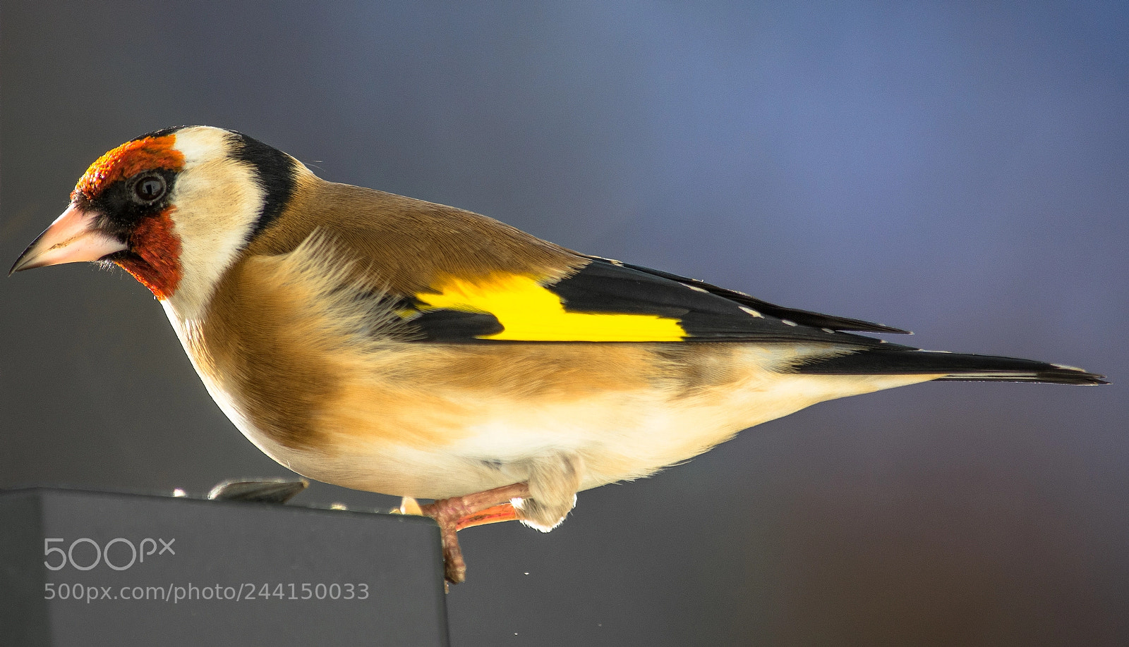 Nikon D7100 sample photo. Goldfinch photography