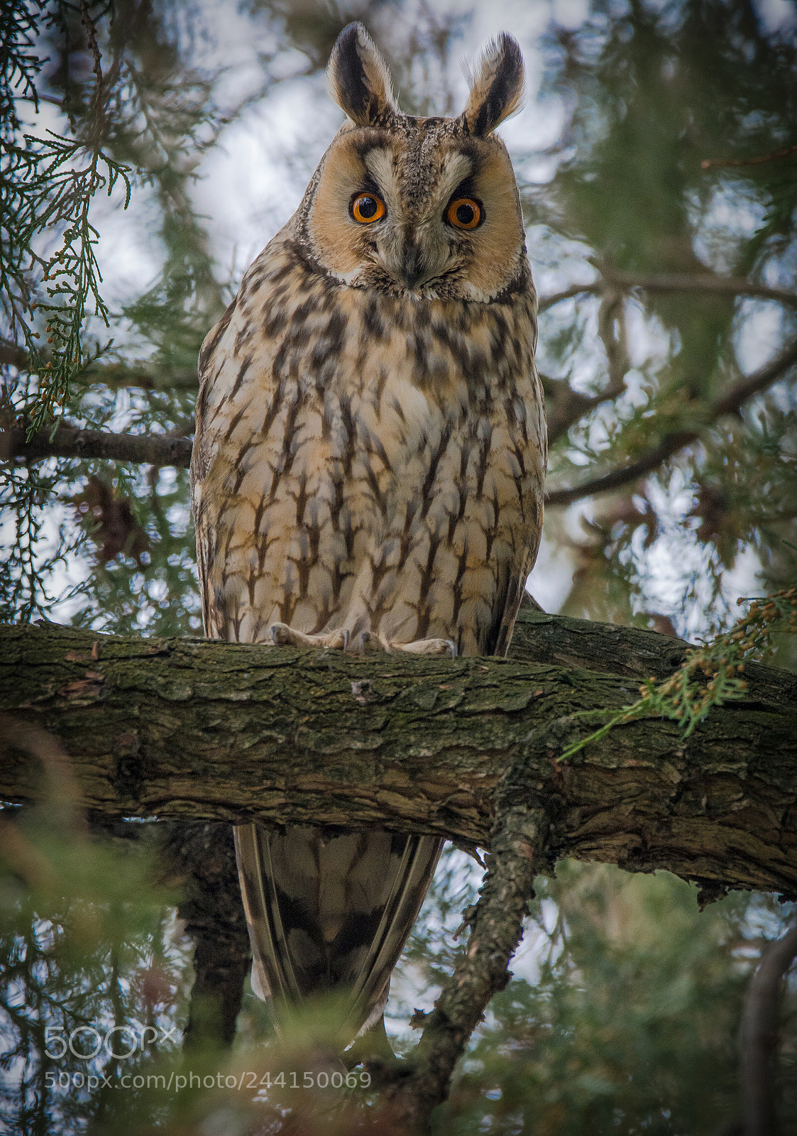 Nikon D7100 sample photo. Eagle owl photography