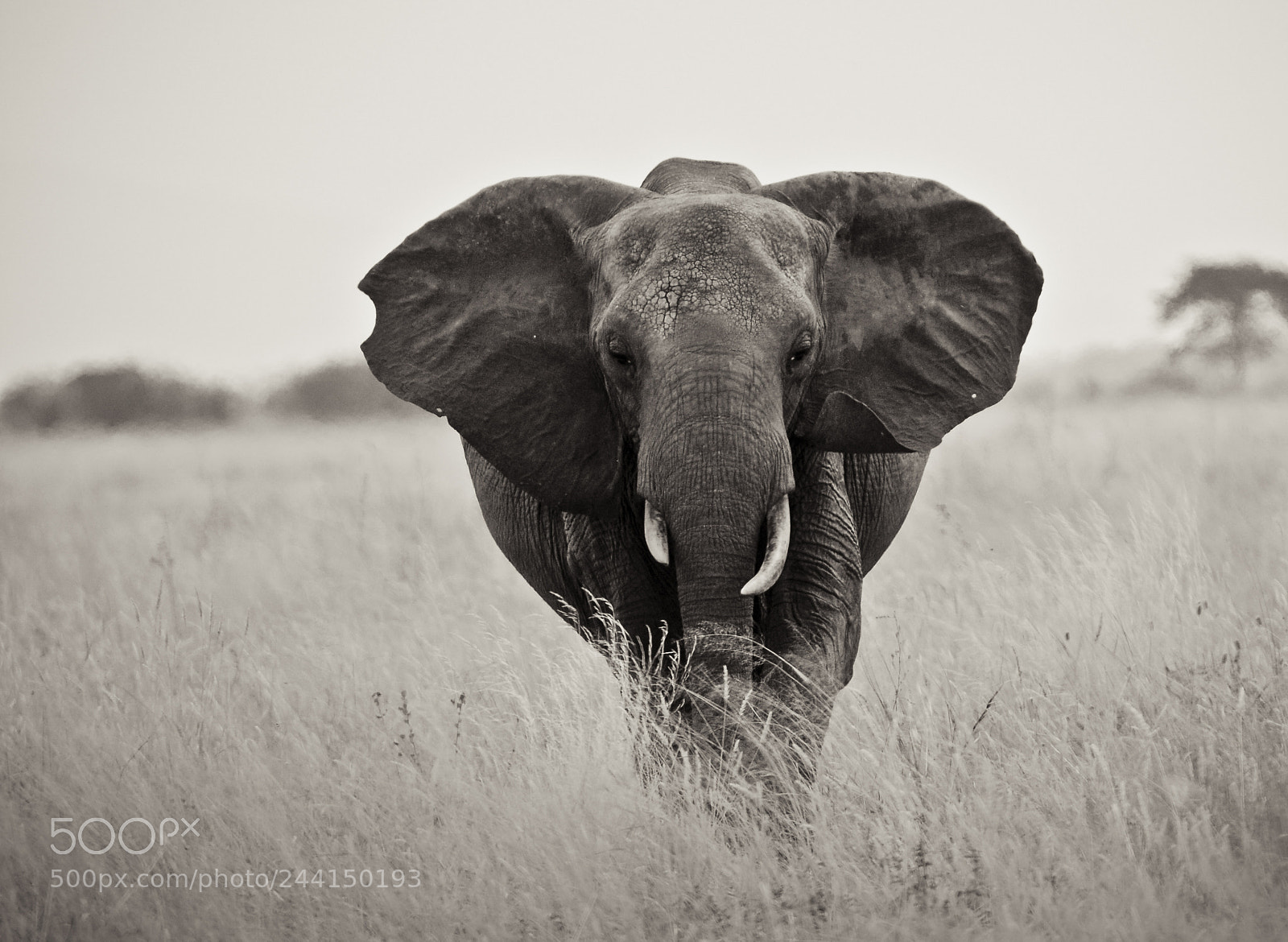 Nikon D200 sample photo. Tanzania photography