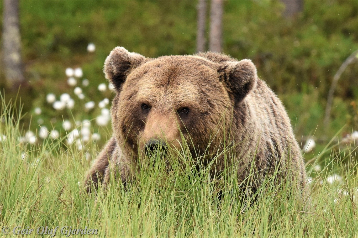 Nikon AF-S Nikkor 500mm F4G ED VR sample photo. Brown bear photography