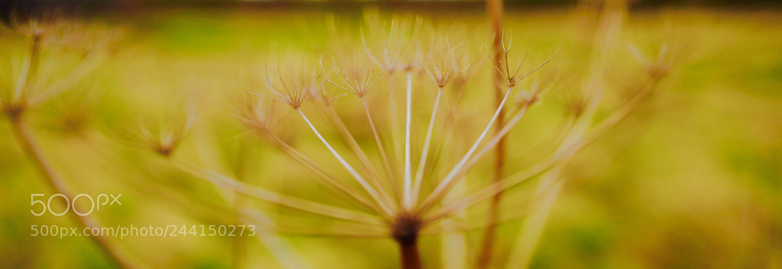 Leica Q (Typ 116) sample photo. Simplicity in nature photography