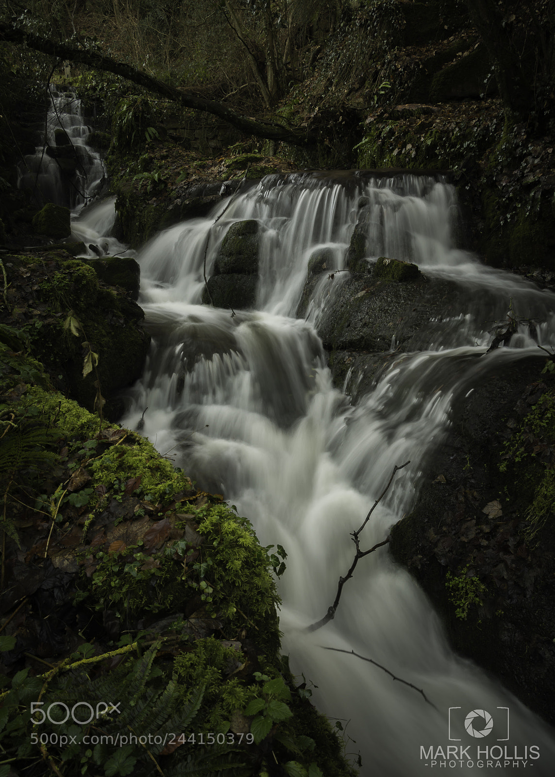 Nikon D7100 sample photo. Badger, shropshire photography