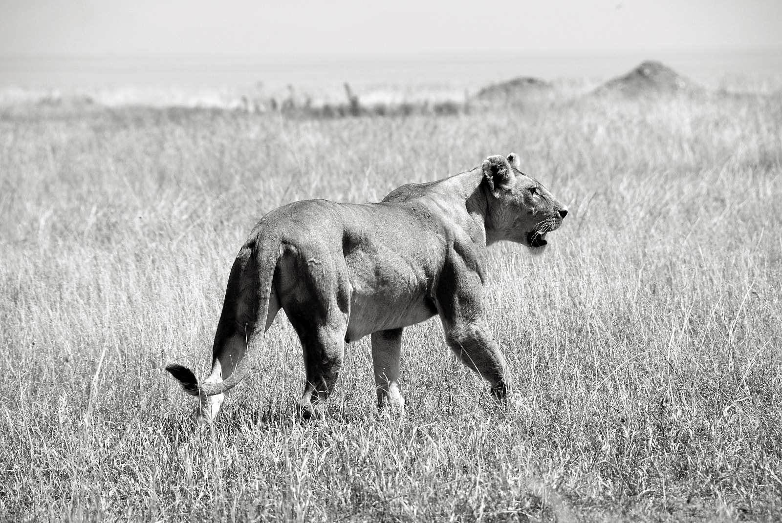 Nikon D200 sample photo. Tanzania photography