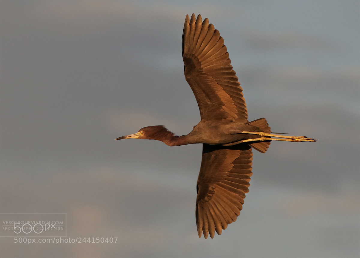 Canon EOS 7D Mark II sample photo. Golden blue photography