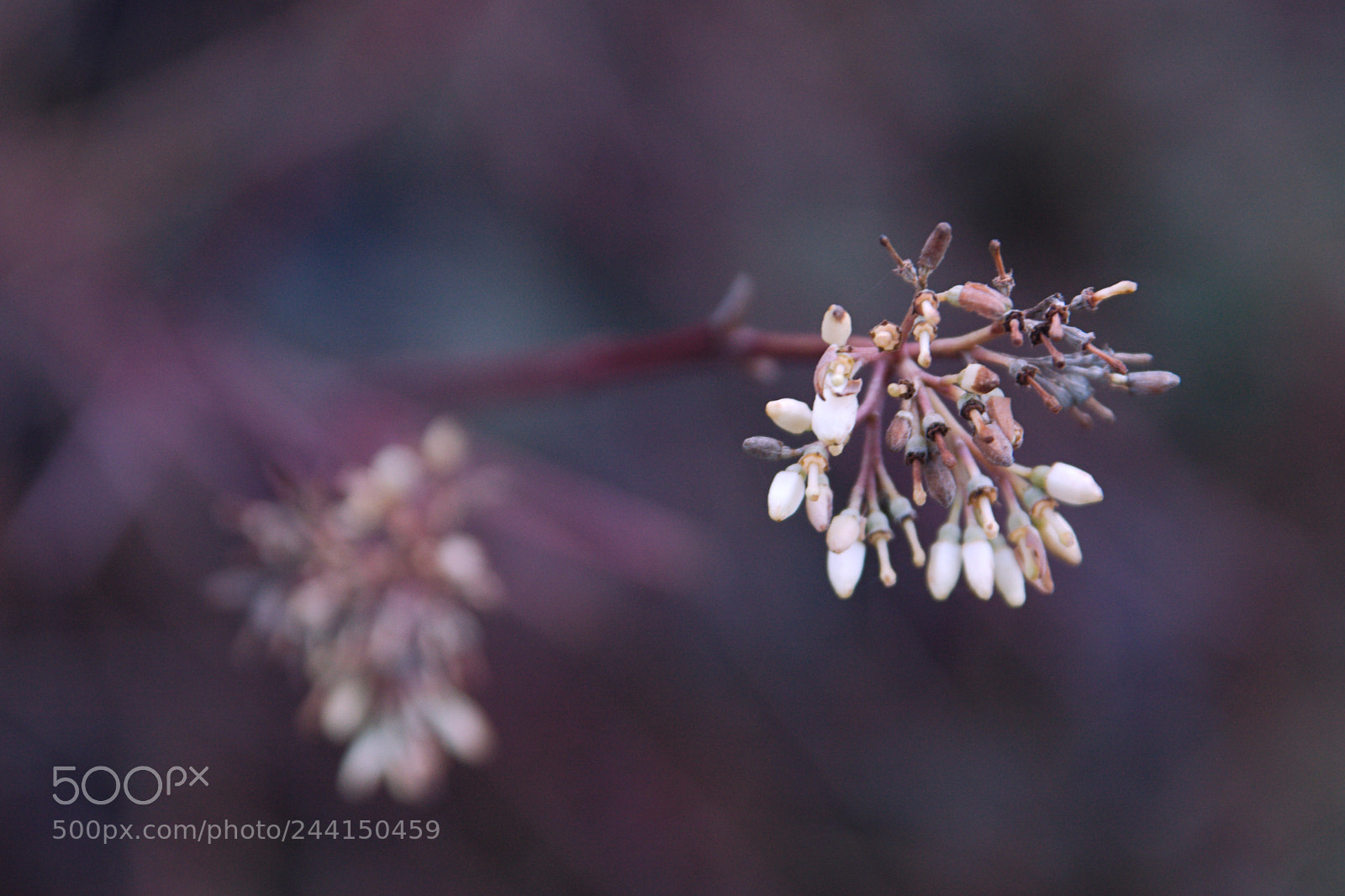 Canon EOS 40D sample photo. Niente di speciale photography