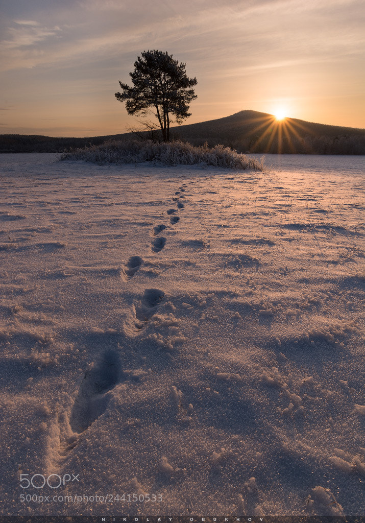 Nikon D7100 sample photo. Winter etude 0230_0019 photography