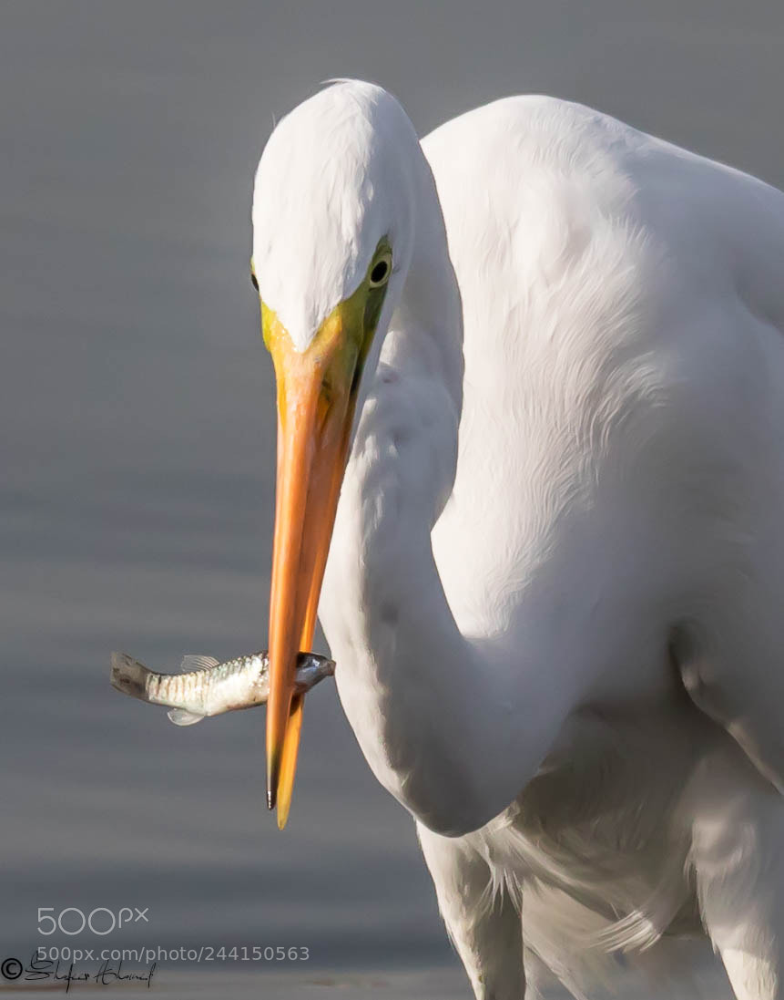 Canon EOS 7D Mark II sample photo. Great white heron photography