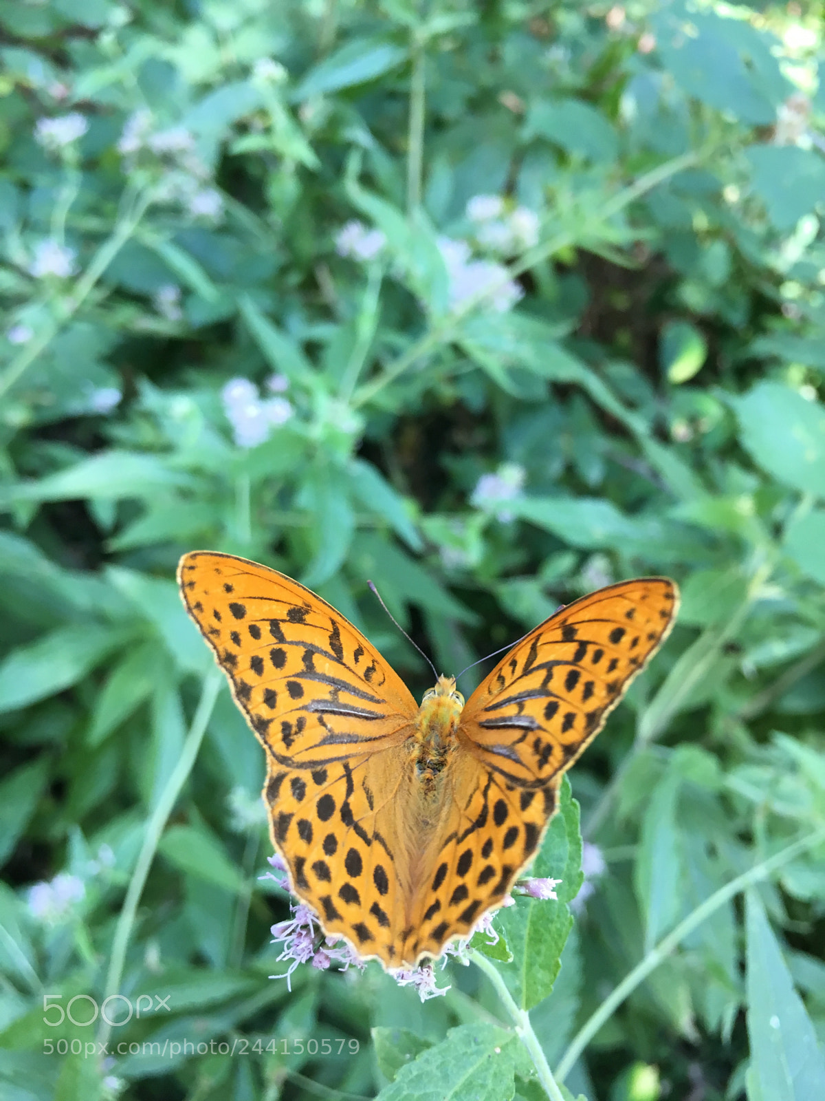 Apple iPhone 6s sample photo. Butterfly photography
