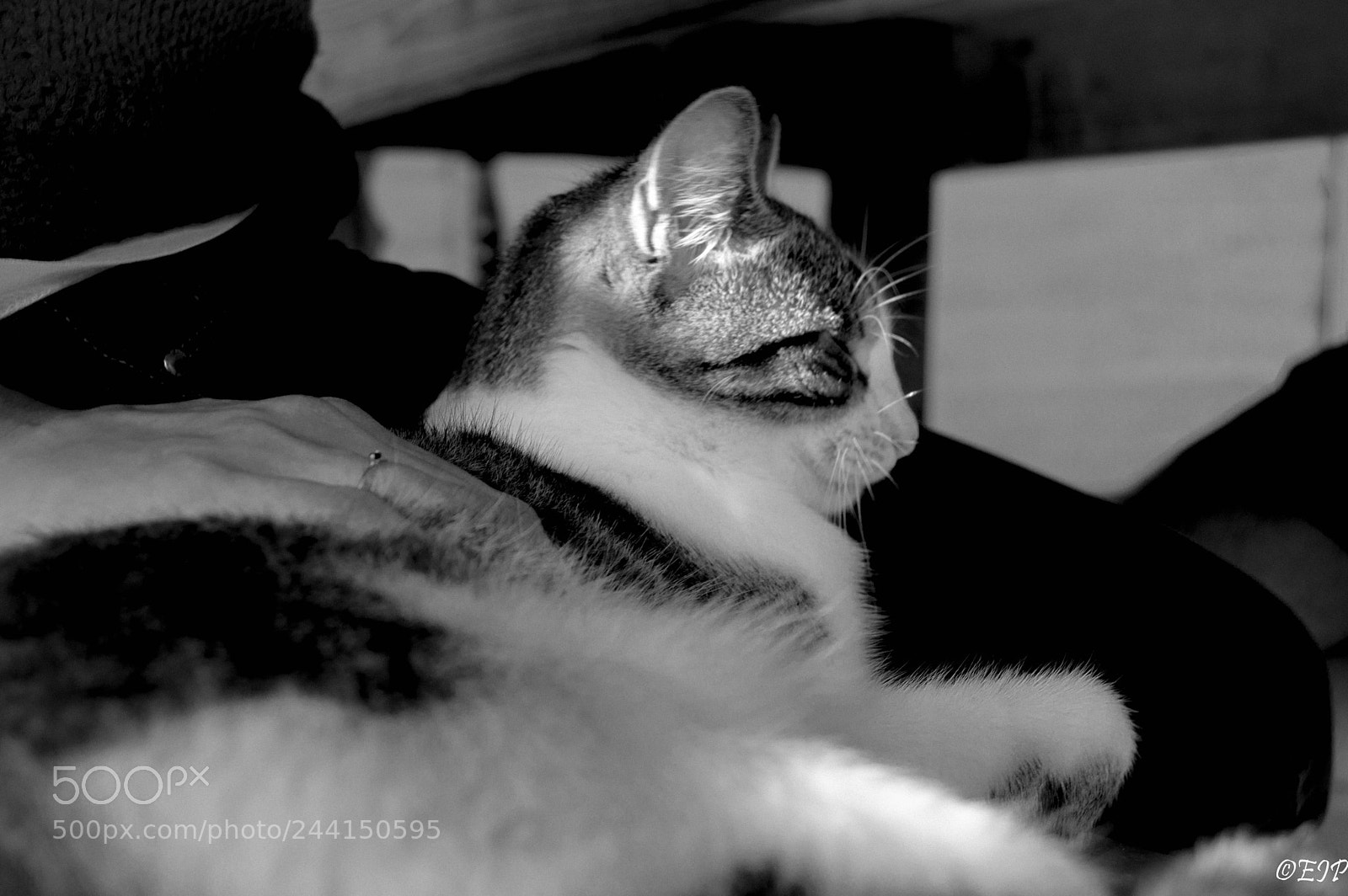 Nikon D3200 sample photo. Purr photography
