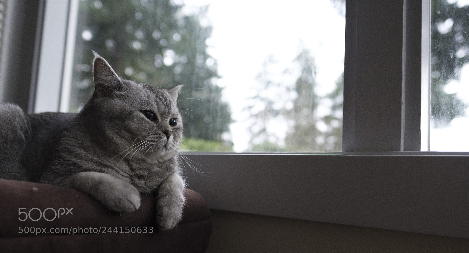 Fujifilm X-T2 sample photo. Luna photography