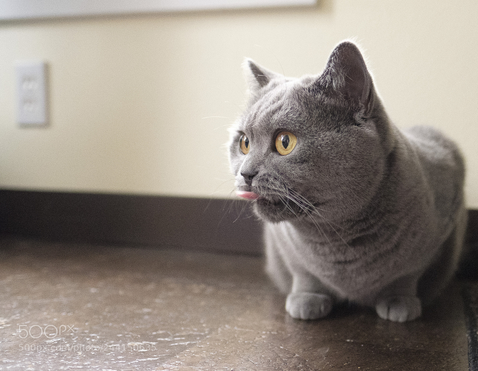 Fujifilm X-T2 sample photo. Stella blep photography