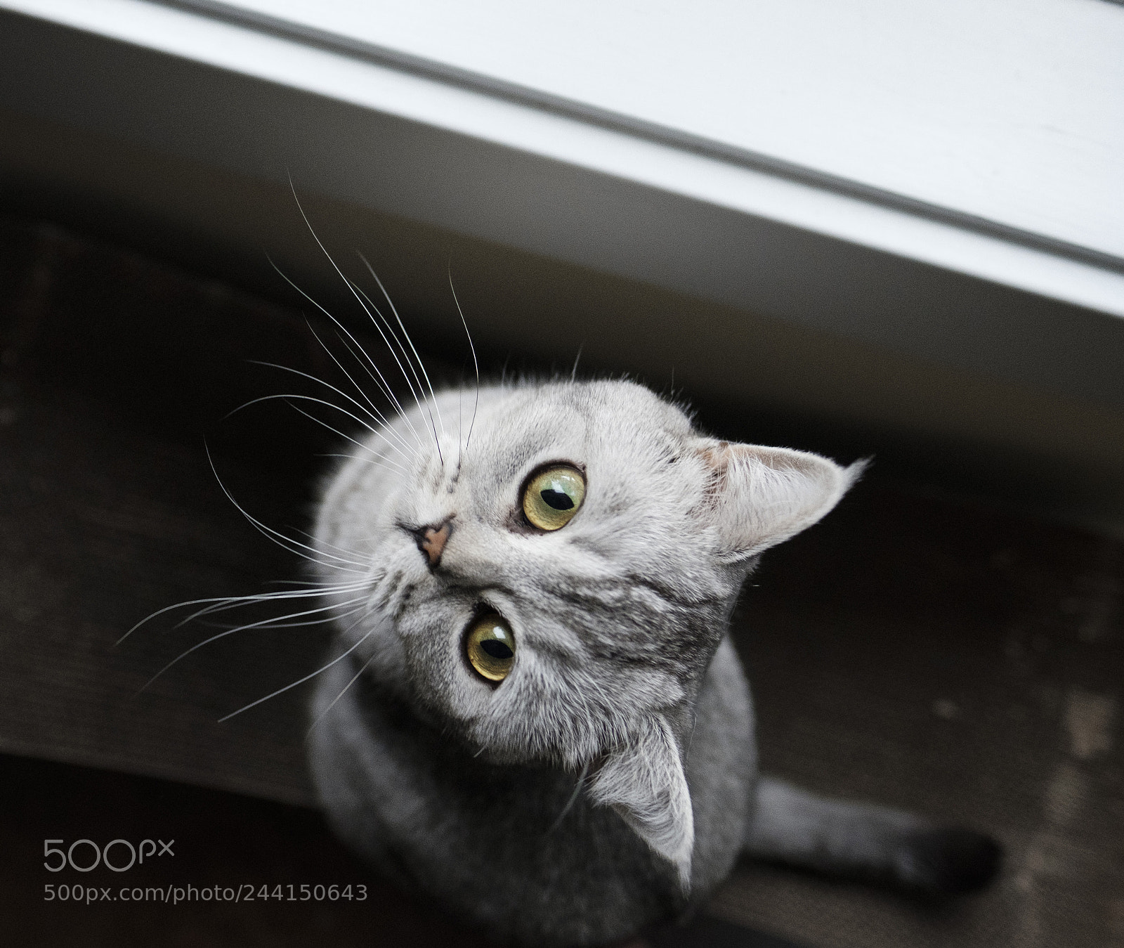 Fujifilm X-T2 sample photo. Luna photography