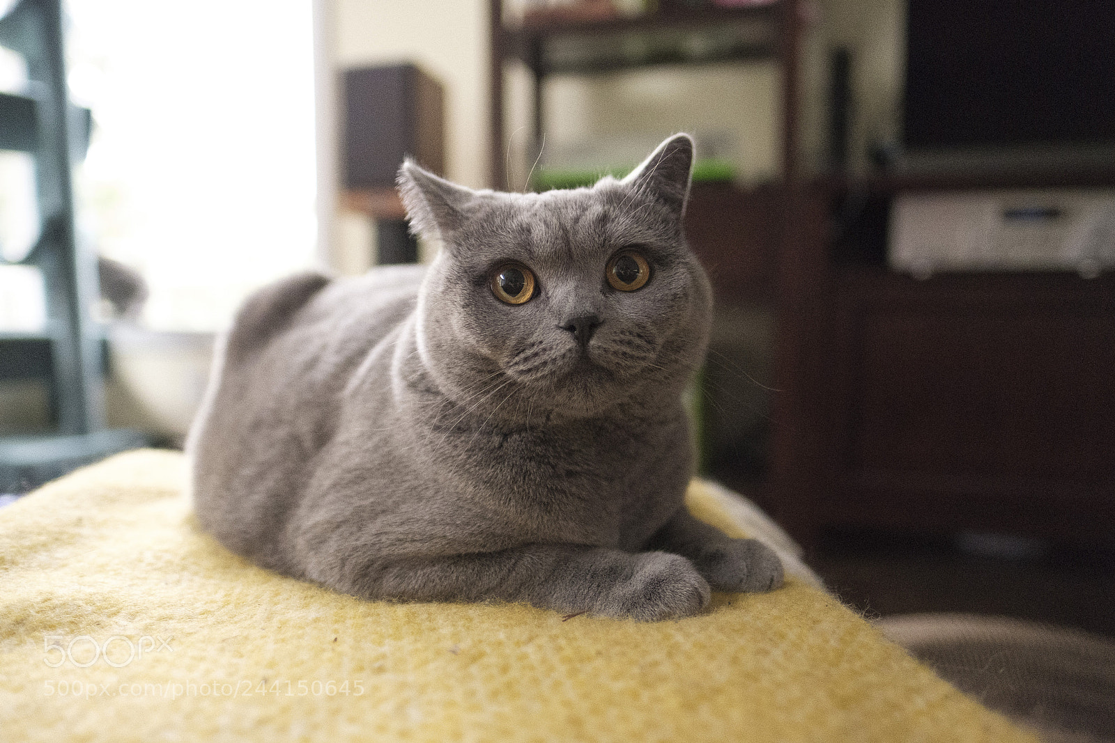 Fujifilm X-T2 sample photo. Stella photography