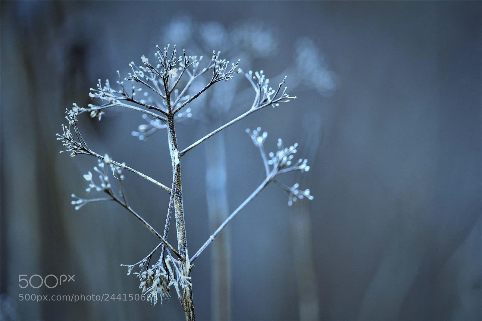 Canon EOS 1300D (EOS Rebel T6 / EOS Kiss X80) sample photo. Frosted weed photography