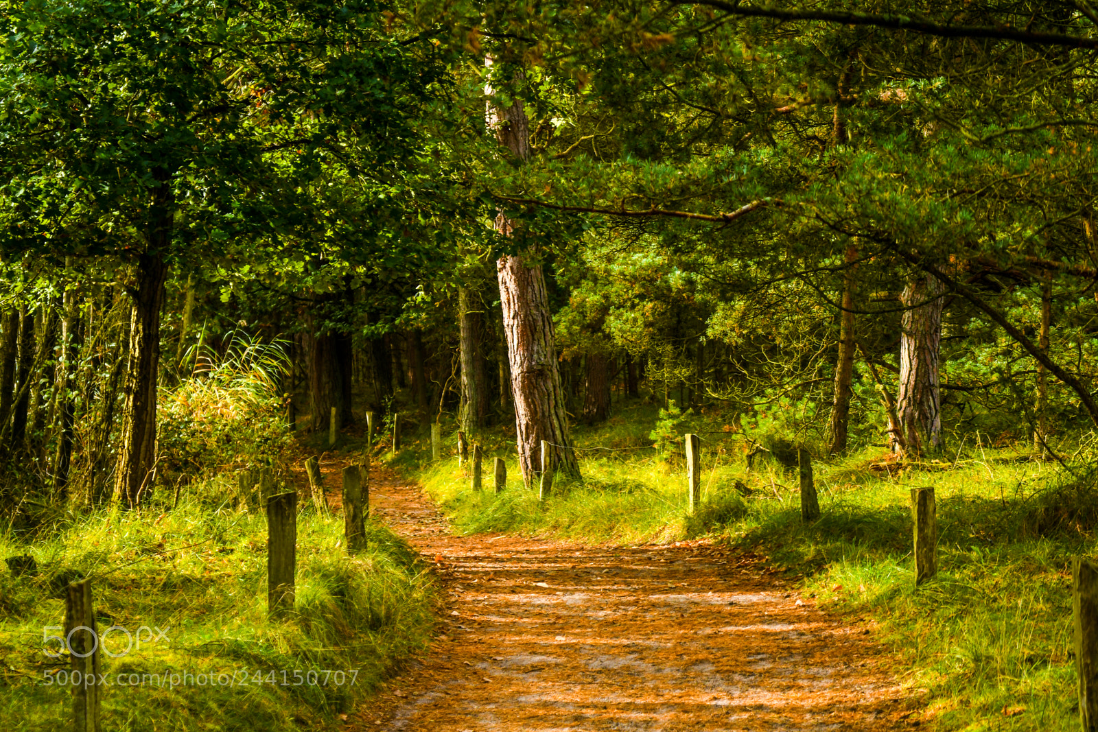 Nikon D500 sample photo. Weg zum leuchtturm photography
