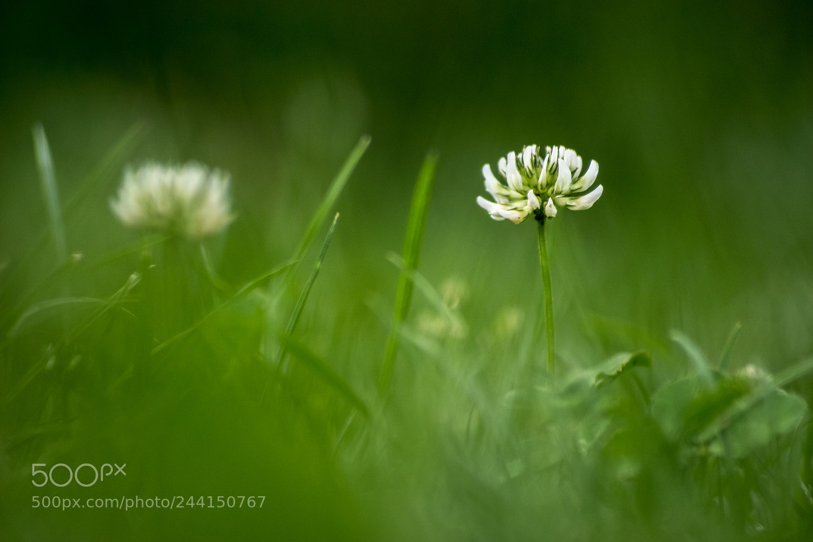 Sony ILCA-77M2 sample photo. Klee photography