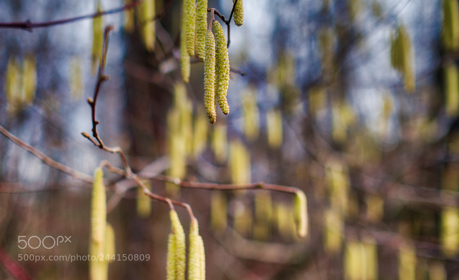 Fujifilm X-Pro2 sample photo. Catkins photography