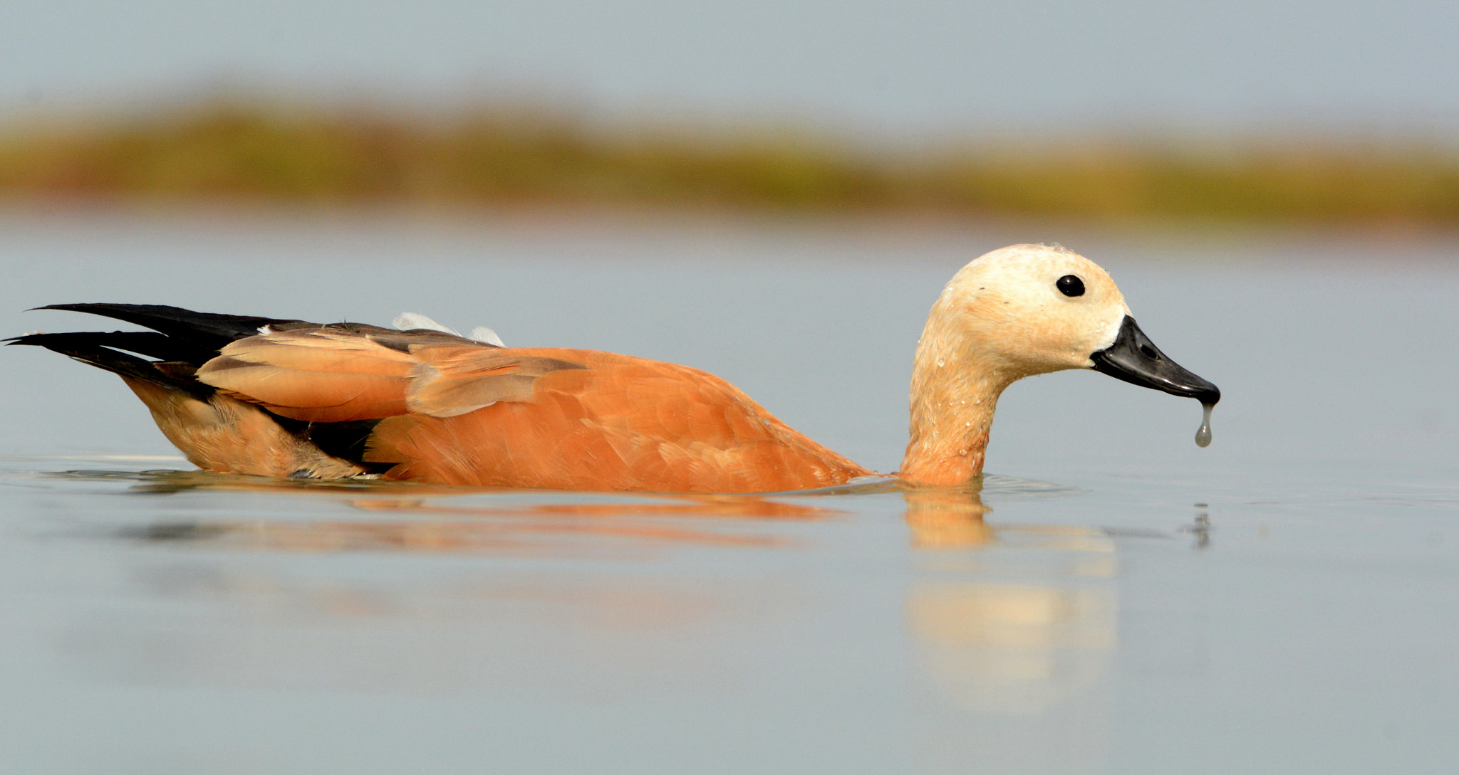 Nikon D7100 + Sigma 150-500mm F5-6.3 DG OS HSM sample photo. Ruddy shelduck photography