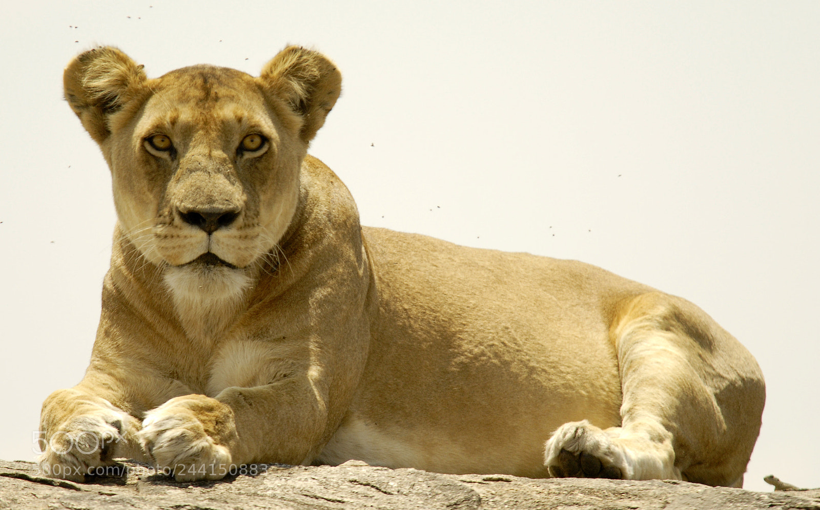Nikon D200 sample photo. Tanzania photography