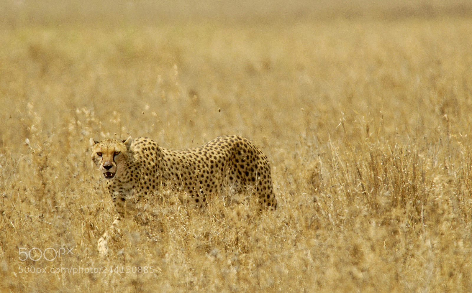 Nikon D200 sample photo. Tanzania photography