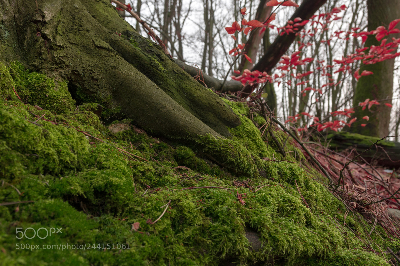 Nikon D7100 sample photo. Forrest carpet photography